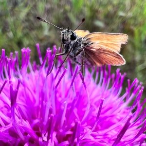 Meet your Posher, Thomas